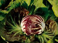 radicchio-veneto-si-prospetta-unottima-annata
