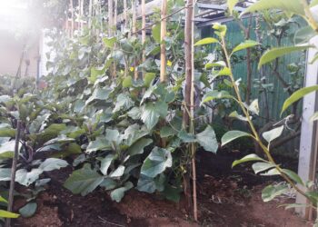 reti-dimpresa-4600-aziende-agricole-collegate