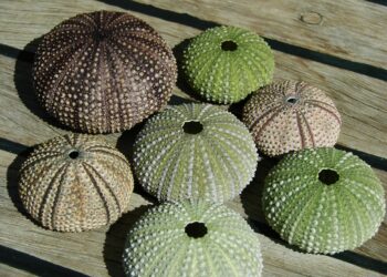 cagliari-sequestri-di-pesce-e-sanzioni