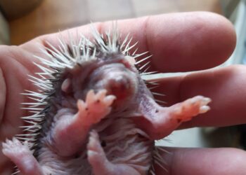 pasquetta-nelle-oasi-grazie-al-wwf