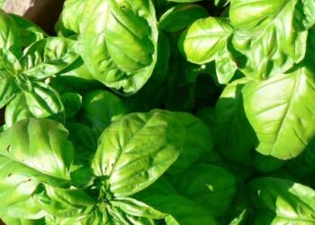 pac-le-regole-per-la-ricognizione-preventiva-dei-titoli