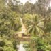 india-al-via-il-piano-di-riforestazione-nazionale