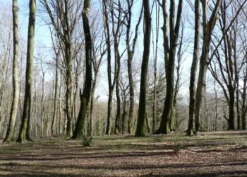 riforma-della-forestale-patrone-ascoltato-in-audizione