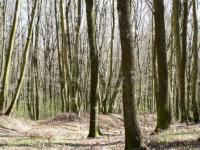 riforma-della-forestale-la-parola-agli-ambientalisti