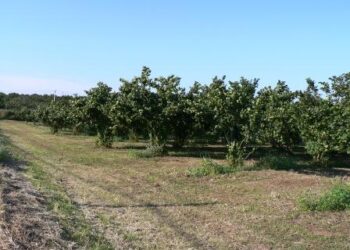 La Pac oltre il 2013