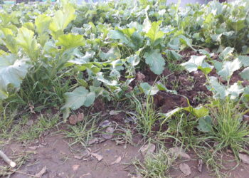 riforma-del-biologico-i-tempi-non-sono-maturi