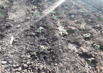 caldo-record-nel-mondo