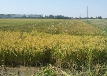 litalia-chiede-la-clausola-di-salvaguardia-per-la-risicoltura