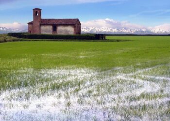 riso-raccolta-iniziata-in-lombardia