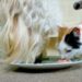 a-roma-apre-il-ristorante-per-cani-e-gatti