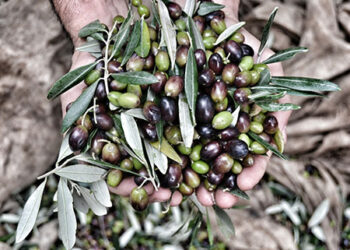 agricoltura-sociale-a-san-patrignano