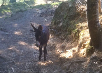 sardegna-tanti-giovani-tornano-alla-terra