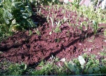 la-giornata-internazionale-del-suolo