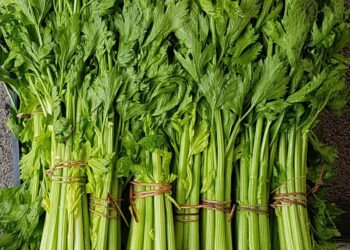 il-sedano-di-gesualdo-in-provincia-di-avellino-e-un-nuovo-presidio-slow-food