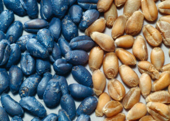 sementi-il-mondo-della-chimica-contro-la-commissione-europea