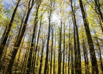 dove-il-bosco-ancora-abbraccia-luomo-campitello-di-sepino