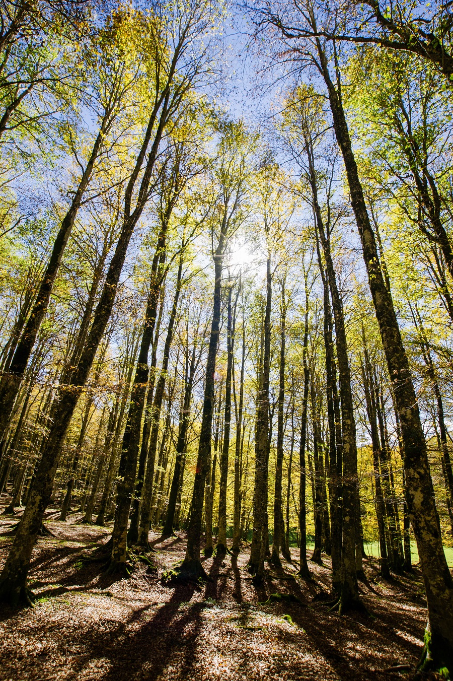 dove-il-bosco-ancora-abbraccia-luomo-campitello-di-sepino