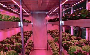 serre-verticali-produzione-idroponica-grazie-allenea