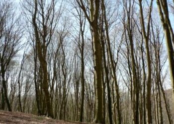 Segnali di ripresa nel settore legno