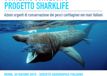 sharklife-conclusione-a-roma