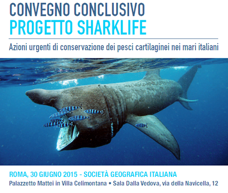 sharklife-conclusione-a-roma