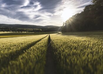 aggiudicato-il-lotto-2-della-gara-per-il-sistema-informativo-agricolo-nazionale-sian