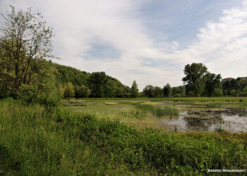 la-comunita-in-rete-per-proteggere-il-bacino-del-fiume-olona