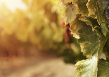 lazio-uci-protagonista-in-commissione-agricoltura