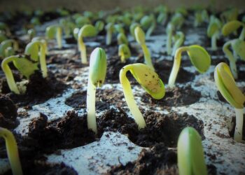 soia-aumentano-gli-ettari-ma-cala-la-produzione