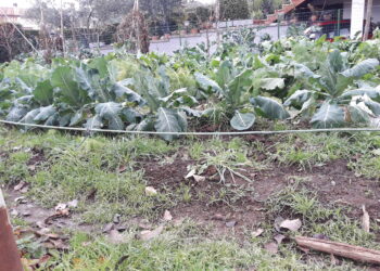 fondo-di-solidarieta-in-agricoltura-si-cambia