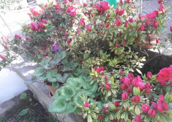 primavera-tornano-le-allergie-ai-pollini