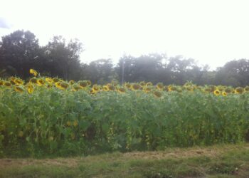 agroalimentare-2018-cominciato-alla-grande