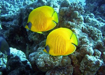 Grido d'allarme degli ambientalisti