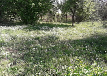 assegnate-le-spighe-verdi-2017