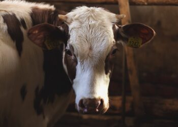 cereali-prezzi-in-aumento-dell11-ad-ottobre-con-pesanti-ripercussioni-su-latte-153-e-carne-57