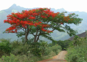 la-stella-di-natale-origine-e-storia-della-pianta-del-momento