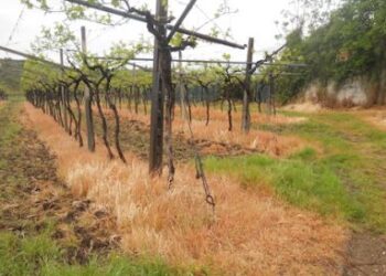 glifosate-nuova-scadenza