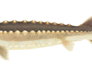 storione-di-nuovo-in-italia-grazie-a-pesca-sportiva-e-allevamento