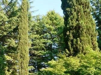 La nuova strategia forestale dell'Unione europea