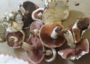 street-food-contadino-via-libera-nella-manovra