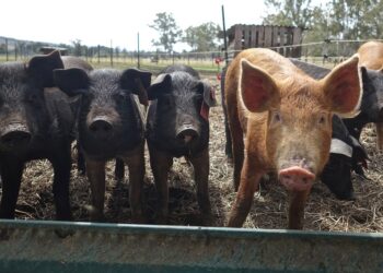 sardegna-termina-lembargo-sui-suini