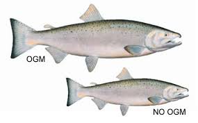 il-salmone-biotech-arriva-sulle-tavole-americane