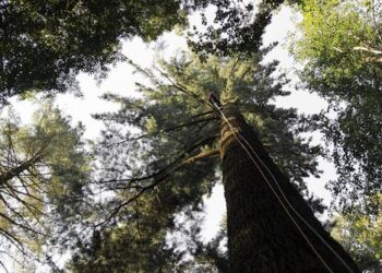 lalbero-piu-alto-ditalia-misurato-e-identificato-in-toscana