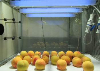 la-superfrutta-che-nasce-alluniversita-di-pisa-e-tutta-piu-salutare-sia-dentro-che-fuori