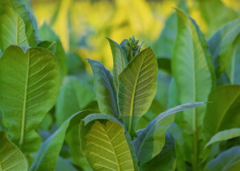 tabacco-umbro-arriva-il-sostegno