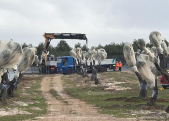 tap-e-scontro-per-gli-ulivi-in-puglia