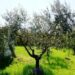 xylella-interviene-anche-il-tar-e-blocca-tutto