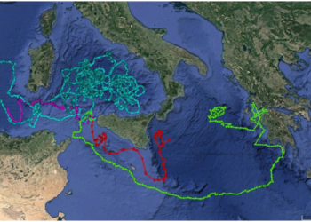 giornata-mondiale-delle-tartarughe-recuperate-64-caretta-caretta
