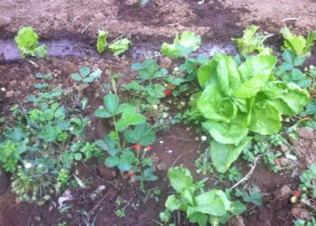 prezzi-agricoli-lievemente-in-ripresa