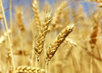 frumento-tenero-produzione-nazionale-in-crescita-ma-sempre-deficitaria